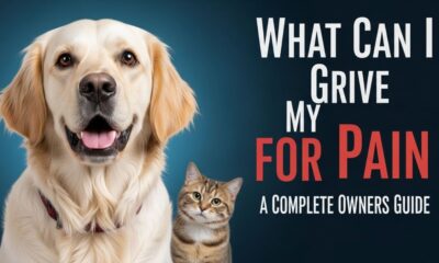 What Can I Give My Dog for Pain